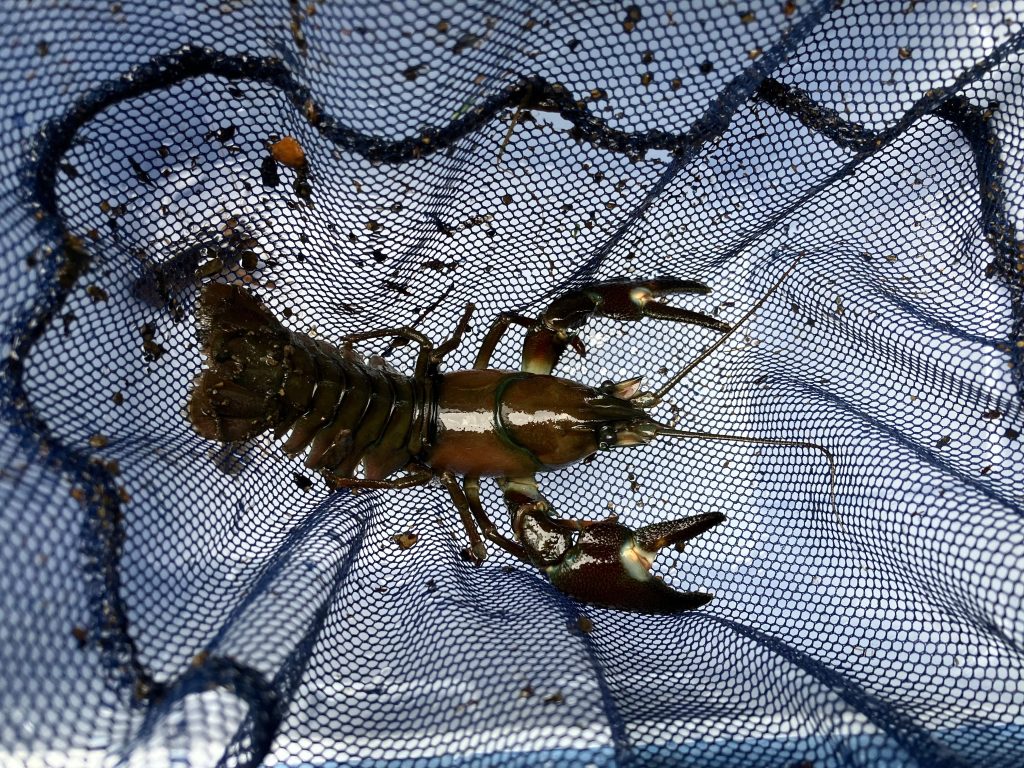 ウチダザリガニ