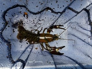 ウチダザリガニ