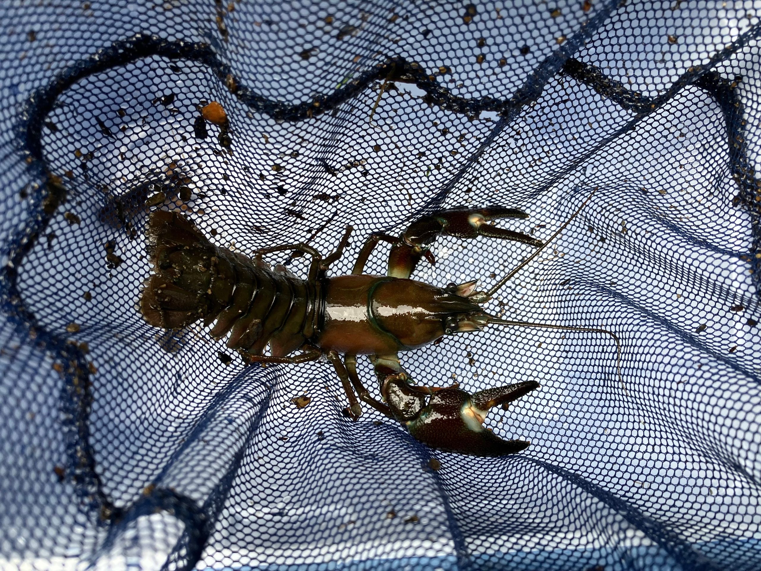 ウチダザリガニ